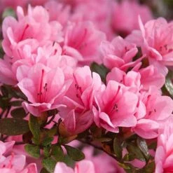 Rhododendron 'Madame AD. Van Hecke' (Azalea Group) -Garden Glory Sales RHOD T66424 NOW2