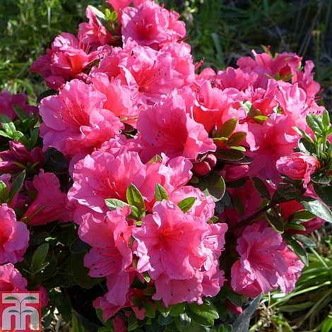 Rhododendron 'Chipmunk' (Azalea Group) 3 Rhododendron 'Chipmunk' (Azalea Group)