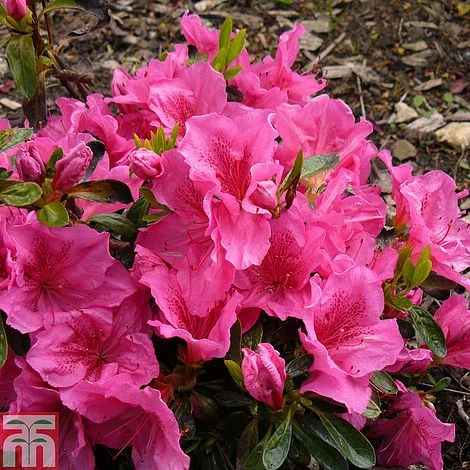 Rhododendron 'Dearest' (Hyde) (Azalea Group) 3 Rhododendron 'Dearest' (Hyde) (Azalea Group)