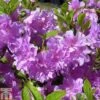 Rhododendron 'Elsie Lee' (Azalea Group) -Garden Glory Sales RHOD TKA1266 A