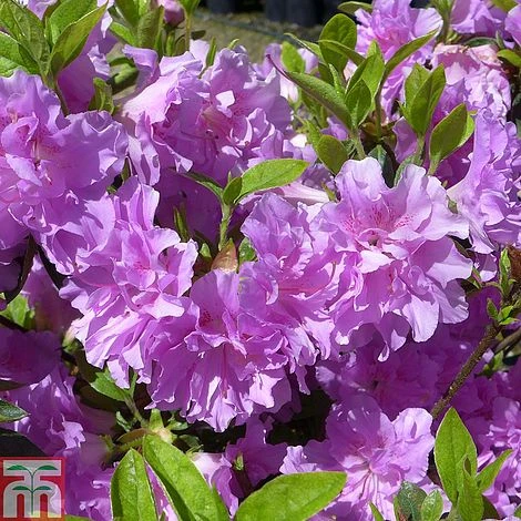 Rhododendron 'Elsie Lee' (Azalea Group) 3 Rhododendron 'Elsie Lee' (Azalea Group)