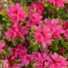 Rhododendron 'Geisha Pink' (Azalea Group) -Garden Glory Sales RHOD TKA1280 A