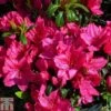 Rhododendron 'Georg Arends' (Azalea Group) -Garden Glory Sales RHOD TKA1284 A