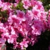 Rhododendron 'George Hyde' (Hyde) (Azalea Group) -Garden Glory Sales RHOD TKA1288 A