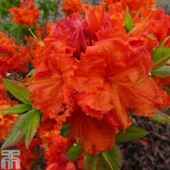 Rhododendron 'Gibraltar' (Azalea Group)