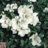 Rhododendron 'Gumpo White' (Azalea Group) -Garden Glory Sales RHOD TKA1298 A