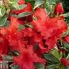Rhododendron 'Girard's Variegated Hot Shot' (Azalea Group) -Garden Glory Sales RHOD TKA1302 A