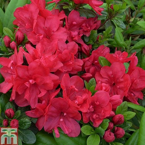 Rhododendron 'Mother's Day' (Azalea Group) 3 Rhododendron 'Mother's Day' (Azalea Group)