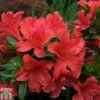 Rhododendron Nakaharae Orange-flowered (Azalea Group) -Garden Glory Sales RHOD TKA1336 A