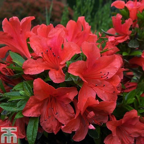 Rhododendron Nakaharae Orange-flowered (Azalea Group) 3 Rhododendron Nakaharae Orange-flowered (Azalea Group)