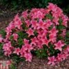 Rhododendron 'Pink Pancake' (Azalea Group) -Garden Glory Sales RHOD TKA1346 A
