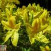 Rhododendron Luteum -Garden Glory Sales RHOD TKA1348 A