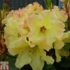 Rhododendron 'Nancy Evans' -Garden Glory Sales RHOD TKA1480 A
