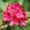 Rhododendron 'Nova Zembla' -Garden Glory Sales RHOD TKA1482 A2