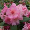 Rhododendron 'Virginia Richards' -Garden Glory Sales RHOD TKA1488 A