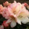 Rhododendron 'Grumpy' -Garden Glory Sales RHOD TKA1504 A
