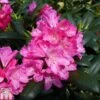 Rhododendron 'Kalinka' -Garden Glory Sales RHOD TKA1506 A