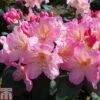 Rhododendron 'Percy Wiseman' -Garden Glory Sales RHOD TKA1508 A