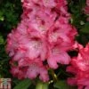 Rhododendron 'Sneezy' -Garden Glory Sales RHOD TKA1520 A