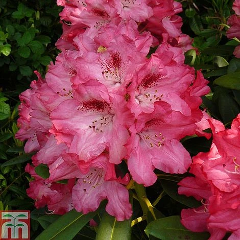 Rhododendron 'Sneezy' 3 Rhododendron 'Sneezy'
