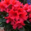 Rhododendron 'Titian Beauty' -Garden Glory Sales RHOD TKA1528 A