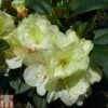 Rhododendron 'Lemon Dream' -Garden Glory Sales RHOD TKA1532 A