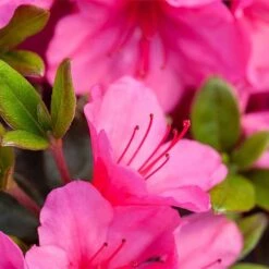 Rhododendron 'Connie' 8 Rhododendron 'Connie' -Garden Glory Sales RHOD TKA3418 NOW1