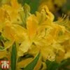 Rhododendron 'Harvest Moon' 1 Rhododendron 'Harvest Moon' -Garden Glory Sales RHOD TKA3436 B1