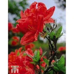 Rhododendron 'Koster's Brilliant Red' -Garden Glory Sales RHOD TKA3444 A1
