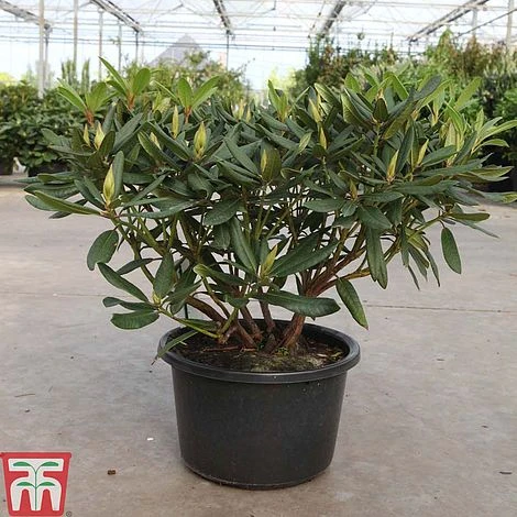 Rhododendron 'Tortoiseshell Orange' 3 Rhododendron 'Tortoiseshell Orange'