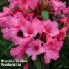 Rhododendron Dwarf Light Pink -Garden Glory Sales RHODOD WINSOME WKC8279
