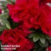 Rhododendron 'Encore Autumn Fire' (Azalea Group) -Garden Glory Sales RHOD AUTUMN1