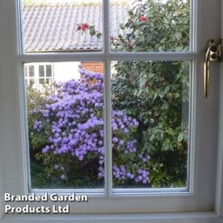 Rhododendron 'Dwarf Blue' -Garden Glory Sales RHOD BLUEDIAMO S30305