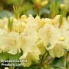 Rhododendron Yakush Hybrid 'Centennial Gold' 2 Rhododendron Yakush Hybrid 'Centennial Gold' -Garden Glory Sales RHOD CENTGOLD L45024
