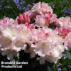 Rhododendron 'Yakushimanum Soft Pink' -Garden Glory Sales RHOD DREAMLAND WKC8289
