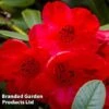 Rhododendron 'Dwarf Red' 2 Rhododendron 'Dwarf Red' -Garden Glory Sales RHOD ELIZABETH W37491