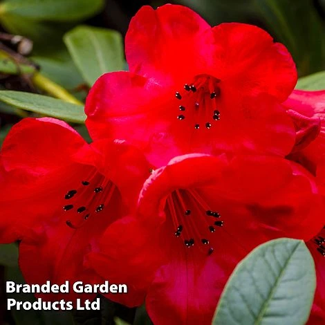 Rhododendron 'Dwarf Red' 3 Rhododendron 'Dwarf Red'