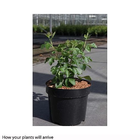 Rhus Aromatica 'Gro-Low' 4 Rhus Aromatica 'Gro-Low' - Image 2