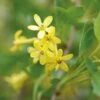 Ribes Odoratum -Garden Glory Sales RIBE T58252 B h