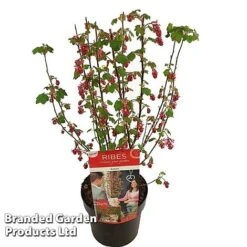 Ribes Sanguineum 'Amour' -Garden Glory Sales RIBE AMOUR19CM S52483