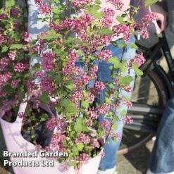 Ribes Sanguineum 'Amour' -Garden Glory Sales RIBE AMOUR S52487