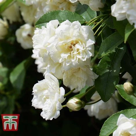 Rose Banksiae Var. Banksiae (Climbing Rose) 3 Rose Banksiae Var. Banksiae (Climbing Rose)