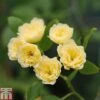 Rose Banksiae 'Lutea' (Rambling Rose) -Garden Glory Sales ROSA T68461 A