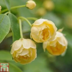 Rose Banksiae 'Lutea' (Rambling Rose) -Garden Glory Sales ROSA T68461 C