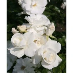 Rose 'Climbing Iceberg' (Climbing) -Garden Glory Sales ROSA T68467 A h