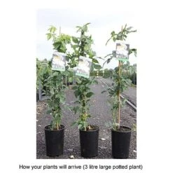 Rose 'Climbing Iceberg' (Climbing) -Garden Glory Sales ROSA T68467 B h