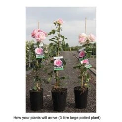 Rose 'Eden Rose 88' -Garden Glory Sales ROSA T68469 B h