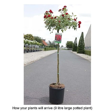 Rose 'Fairy Queen' 4 Rose 'Fairy Queen' - Image 2