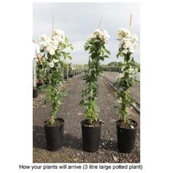 Rose 'Guirlande D'Amour' -Garden Glory Sales ROSA T68479 B h