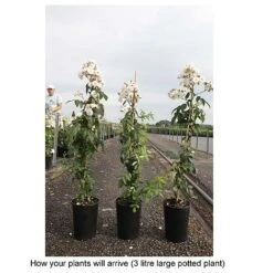 Rose 'Guirlande Rose' 7 Rose 'Guirlande Rose' -Garden Glory Sales ROSA T68481 B h